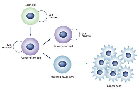 癌症干细胞标记 Genetex中国官方网站