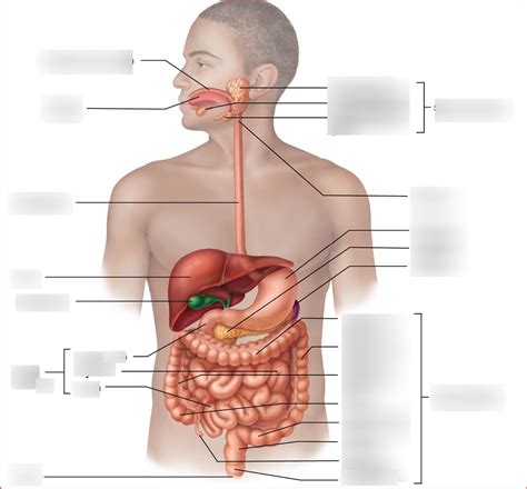 Digestive System Lab Diagram Quizlet