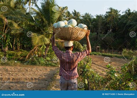 An Indian Man Carries A Basket With Pumpkins On His Head Indian