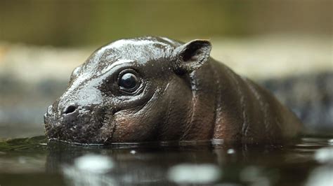 El Bebé Hipopótamo Pigmeo Del Zoológico De San Diego Hace Un Debut
