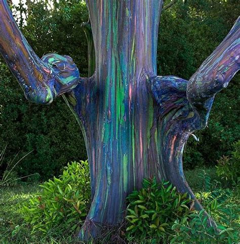 Colour Tree Rainbow Eucalyptus Tree Rainbow Eucalyptus Beautiful Tree