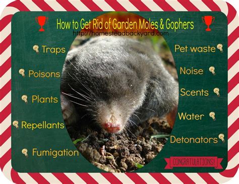 Jul 14, 2021 · treatment methods insecticides. How to Get Rid of Garden Moles & Gophers | Gopher, Getting ...