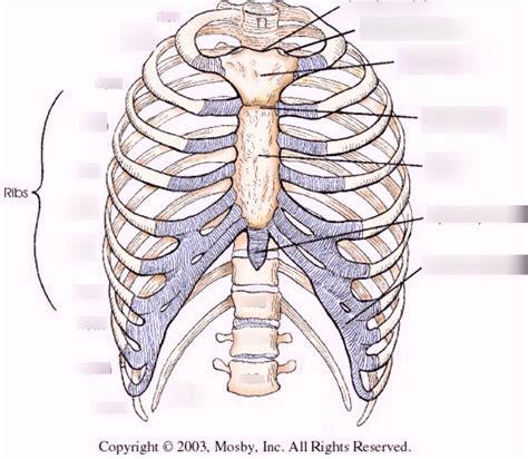 Human Anatomy Bones Bony Thorax Diagram Quizlet