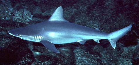 Carcharhinus Plumbeus Shark References