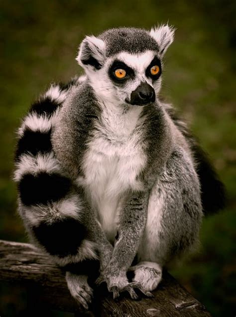 Ring Tailed Lemur Lemur Catta A Primate Endemic To Madagascar Photo