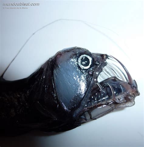 At these depths, the conditions are very extreme. Real Monstrosities: Deep Sea Dragonfish
