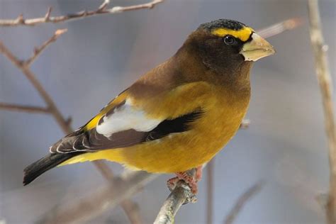 Popular Backyard Birds Of Virginia With Pictures