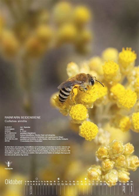 Eine initiative von mellifera e. Bienen Im Garten Halten Frisch Kalender I Wildbienen ...