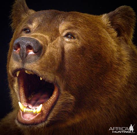 Brown Bear Full Mount Taxidermy