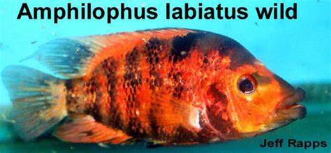 Amphilophus Labiatus Red Devil Akvaforum