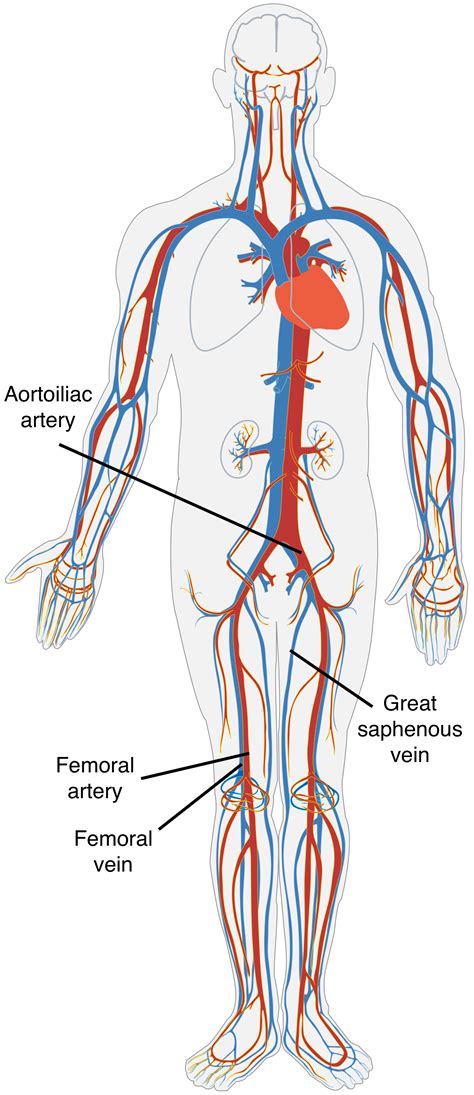 Arteries Diagram Upper Body Vascular Anatomy Of The Upper Limbs Gambaran