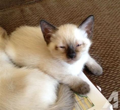 23 Balinese Cat Hypoallergenic Cats For Sale Furry Kittens
