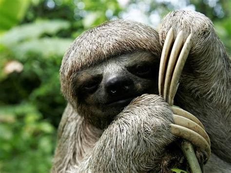 20 Interesting Facts About Sloths You Must Know Tail And Fur