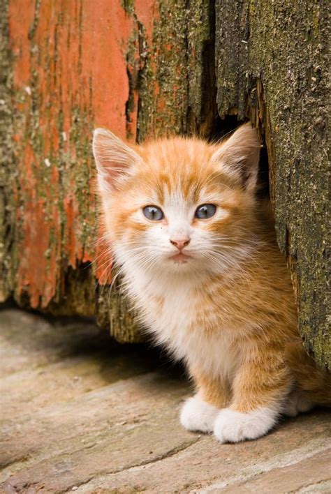 Ginger Kitten Kittens Cutest Pretty Cats Pics Of Cute Cats