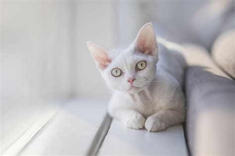 Hypoallergenic Cats The 10 Best Cat Breeds For Allergy Sufferers
