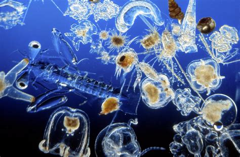 Phytoplankton In Ocean