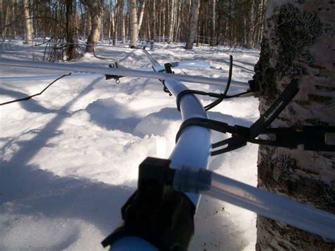 Weighing The Pros And Cons Of Producing Birch Syrup