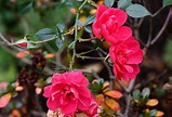 Rosen-Blüten im Herbst Foto & Bild | natur, herbst, landschaft Bilder ...