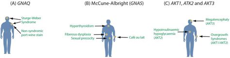 Genes Free Full Text Somatic Mosaicism In The Human Genome