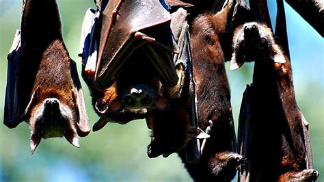 Gympie Regional Council Announce Discovery Of Flying Fox Roost In