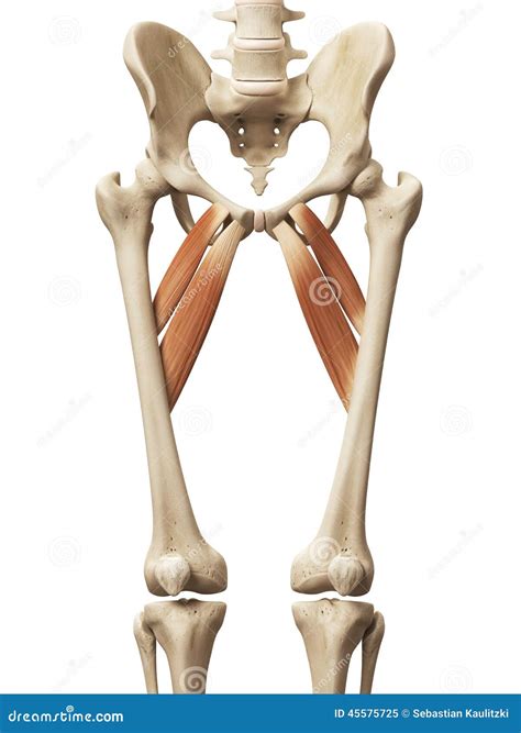 Human Pectineus Muscles On Skeleton Royalty Free Cartoon