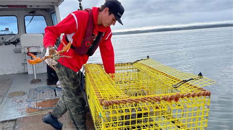 Mikmaq Lobster Traps Seized As Moderate Livelihood Fishery Continues