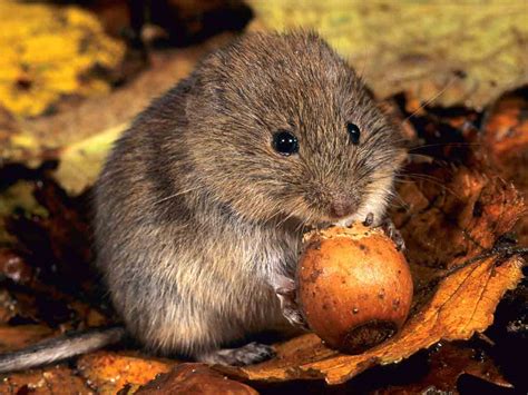 How To Deal With Voles In The Garden Drive Vole Out Of The Garden
