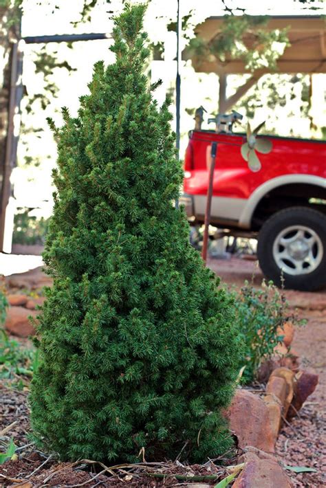 How To Grow Your Own Christmas Tree Plants Hobby Farms