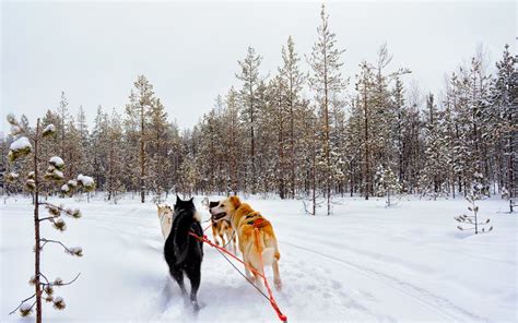 Husky Dogs Sledge At Frozen Winter Forest Lapland Northern Finland