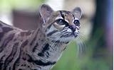 Herbivores and omnivores secrete amylase in their saliva to begin the breakdown of starches into glucose as soon as the plant enters the mouth. I Think It's Time We Talk About The Margay | Cat species ...