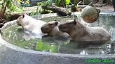影／即將露面！台北市立動物園「療癒系天王」水豚君來囉！ | 生活 | 三立新聞網 SETN.COM