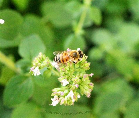 Check spelling or type a new query. Busy Honey Bees & Herb Flowers | Coupon Clipping Cook®