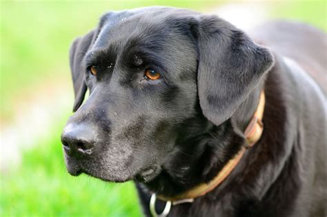 Canine Body Language What Is Your Dog Trying To Tell You Lankas Labs