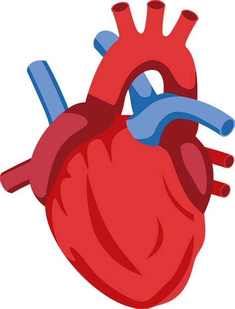 Human Heart Clipart Free Download Transparent Png Creazilla