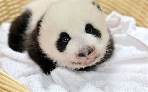 A Newborn Panda Cub Weighs Three To Five Ounces And Is About The Size