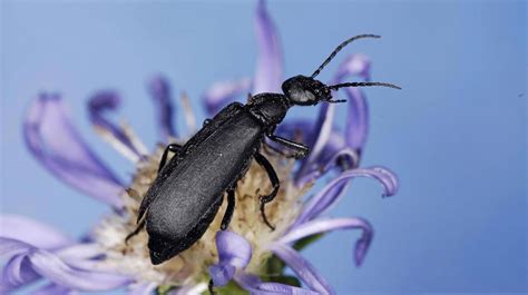 Blister Beetles Are Active In South Dakota Alfalfa