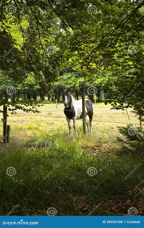 Paard Achter Omheining Met Weerhaken Stock Foto Image Of Foto Paard