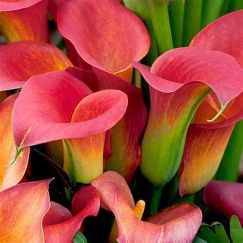 I have several types of these callas in my garden and they are real show stoppers. Types of Flowers for Weddings - BloomsByTheBox.com
