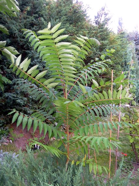 Scirpidiellas Plants Rare Tree Of Heaven Cousins Ailanthus Sp Div