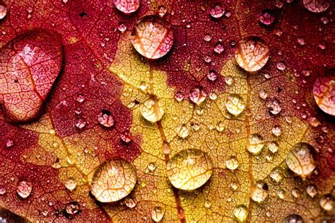 Autumn Fall Landscape Nature Tree Forest Leaf Leaves Drops