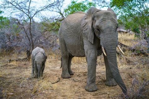 Elephants With Baby Elephant In Kruger National Park Mpumalanga South