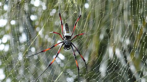 Scientists Discover Spiders Can Make Music With Their Webs Euronews