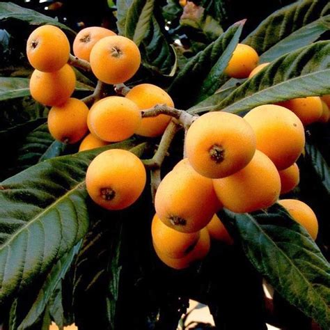 Buy Loquat Fruit Trees Delivered To Your Door Ross Creek Tropicals