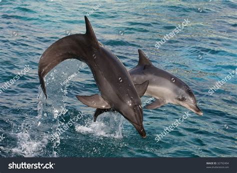 Two Graceful Bottlenose Dolphins Bow Jumping Out Of The Water Stock