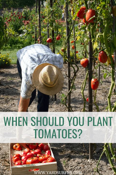 When Should You Plant Tomatoes Yard Surfer