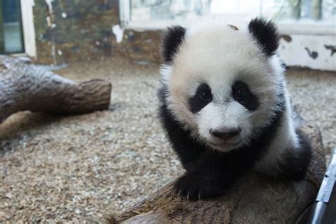 Panda Update Wednesday February 8 Zoo Atlanta