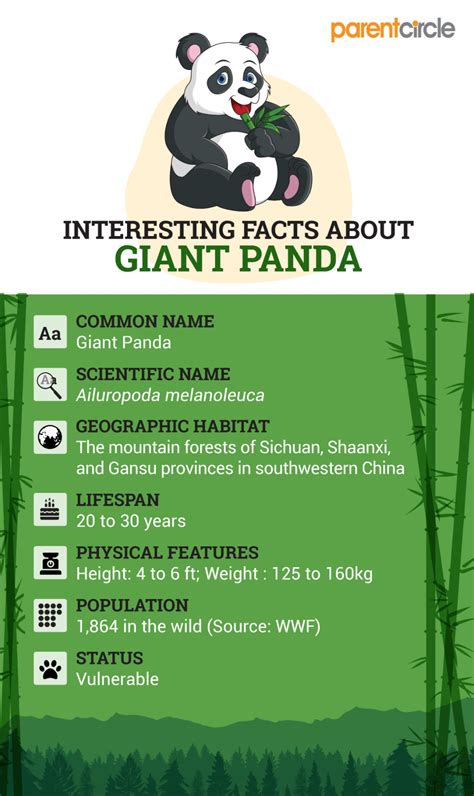 Giant Panda Common Name Parote