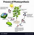 Diagram showing process photosynthesis with Vector Image