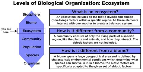Ecosystem Ecology — Definition And Examples Expii