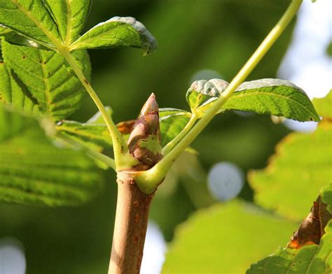 Buy Horse Chestnut Tree Online Free Uk Delivery Free Limited Tree